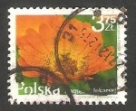Stamps Poland -  4166 - flor calendula officinalis