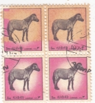 Stamps United Arab Emirates -  ANIMALES SALVAJES- AJMAN