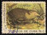 Sellos de America - Cuba -  SOLENODON CUBANUS.