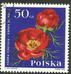 Stamps Poland -  Flores, flora