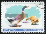 Stamps North Korea -  Ducks & goose. 