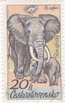 Sellos de Europa - Checoslovaquia -  Elefante africano