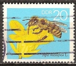 Stamps Germany -  La abeja de la miel.Apis mellifera L. en una flor de la violación-DDR.
