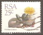 Stamps : Africa : South_Africa :  CHEIRIDOPSIS  PERCULIARIS