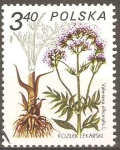 Stamps Poland -  VALERIANA  OFFICINALIS