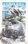 Stamps : America : Chile :  ANTÁRTICA CHILENA-Foca de Weddell