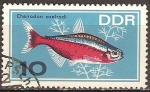 Stamps Germany -  Peces ornamentales-(El cardenal tetra)DDR.
