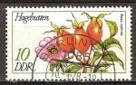 Stamps Germany -  Plantas Medicinales(Rosa Mosqueta, Rosa canina)-DDR.