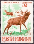 Stamps Romania -  Cervus Elaphus