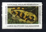 Stamps United States -  Salamandra