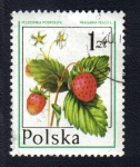 Sellos de Europa - Polonia -  Frutas