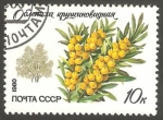 Stamps Russia -  4745 - Flora, nerprun