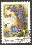 Sellos de Europa - Rusia -  5002 - flor proleska de siberia