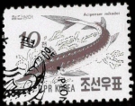 Stamps North Korea -  Esturión