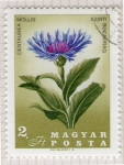 Stamps Hungary -  94 Centaurea mollis