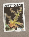 Stamps Senegal -  La flora espontánea