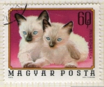 Stamps Hungary -  263 Felis domestica