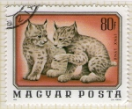 Stamps Hungary -  264 Lynx Lynx