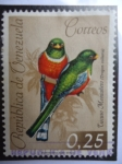 Stamps Venezuela -  Tucuso Montañero- Trogon Collaris.