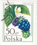 Sellos de Europa - Polonia -  FRUTAS SALVAJES- MORAS