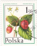 Sellos del Mundo : Europe : Poland : FRUTAS SALVAJES- FRESAS
