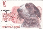 Stamps Spain -  Perdiguero de Burgos    (y)