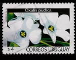 Stamps Uruguay -  oxalis pudica