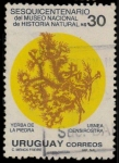 Sellos de America - Uruguay -  MUSEO NACIONAL HISTORIA NATURAL - Hierba Piedrabuena