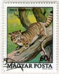 Stamps Poland -  37 Felis silvestris