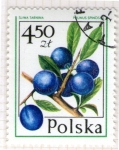 Stamps Poland -  58 Prunus spinosa