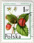 Sellos de Europa - Polonia -  120 Fragaria vesca