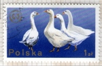 Sellos de Europa - Polonia -  231 Avicultura