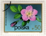 Stamps Oceania - Pitcairn Islands -  Flora