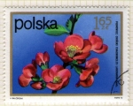 Stamps Poland -  253 Flora