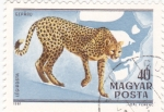 Stamps Hungary -  GEPARDO Y MAPA AFRICA