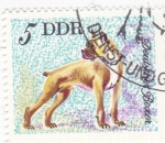 Stamps Germany -  BOXER