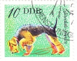 Stamps Germany -  AIREDALE TERRIER