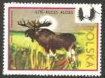Stamps Poland -  2093 - fauna, un alce