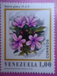 Stamps Venezuela -  Befaria gluca.H.& B.
