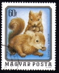 Stamps : Europe : Hungary :  Sciurus Vulgaris