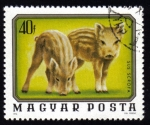 Stamps : Europe : Hungary :  Sus Scrofa