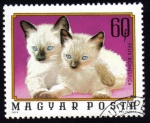 Stamps Hungary -  Felis Domestica