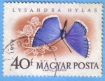 Stamps Hungary -  Lysandra Hylas (1)