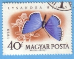 Stamps Hungary -  Lysandra Hylas (2)