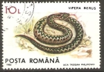 Stamps Romania -  VIPERA  BERUS