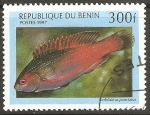Stamps Benin -  CIRRHILABRUS