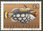 Stamps : Europe : Poland :  PEZ  TIRADOR  MANCHADO