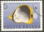 Stamps : Europe : Poland :  PEZ  MARIPOSA  RAYADO