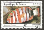 Stamps Guinea -  CHOERDON  FASCIATA