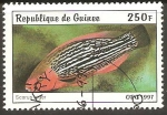 Stamps Guinea -  SCARUS  NIGER